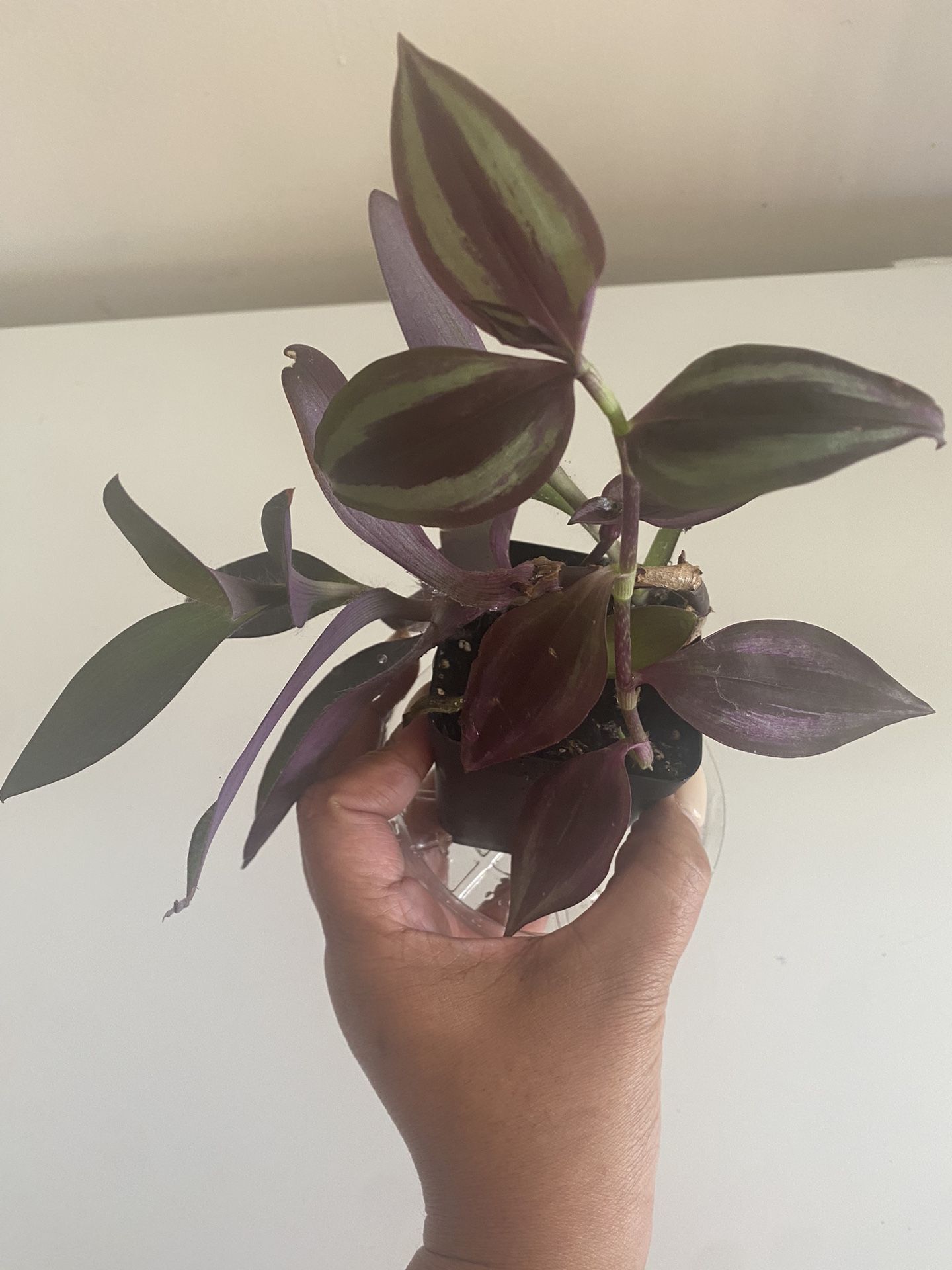 Wandering Jew Purple Heart and Tradescantia Zebrina in 4” pot
