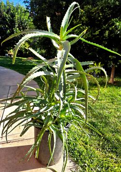 Aloe Vera Plant Medesinal