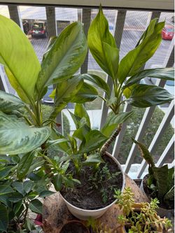 Large plant