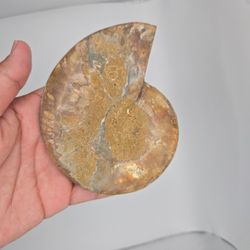 Crystal fossil Ammonite