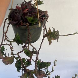 Hanging Plant Full Sun Lover Tradescantia Pallida