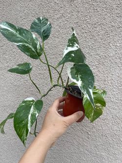 Albo Epi plant