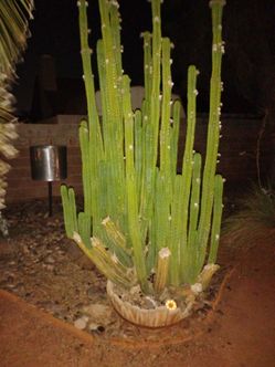 San pedro Cacti  &  Aloe Vera