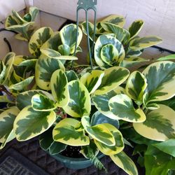 Bonita Planta $27.  Nice Plant 