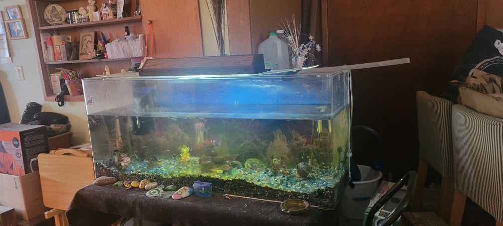 Fish Tank, Fish And Accessories
