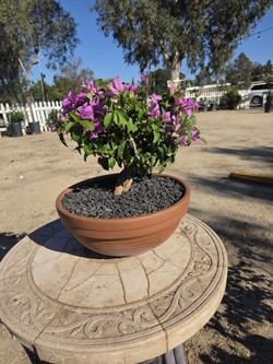 $95 Beautiful Bougainvillea Bonsai 🌿 