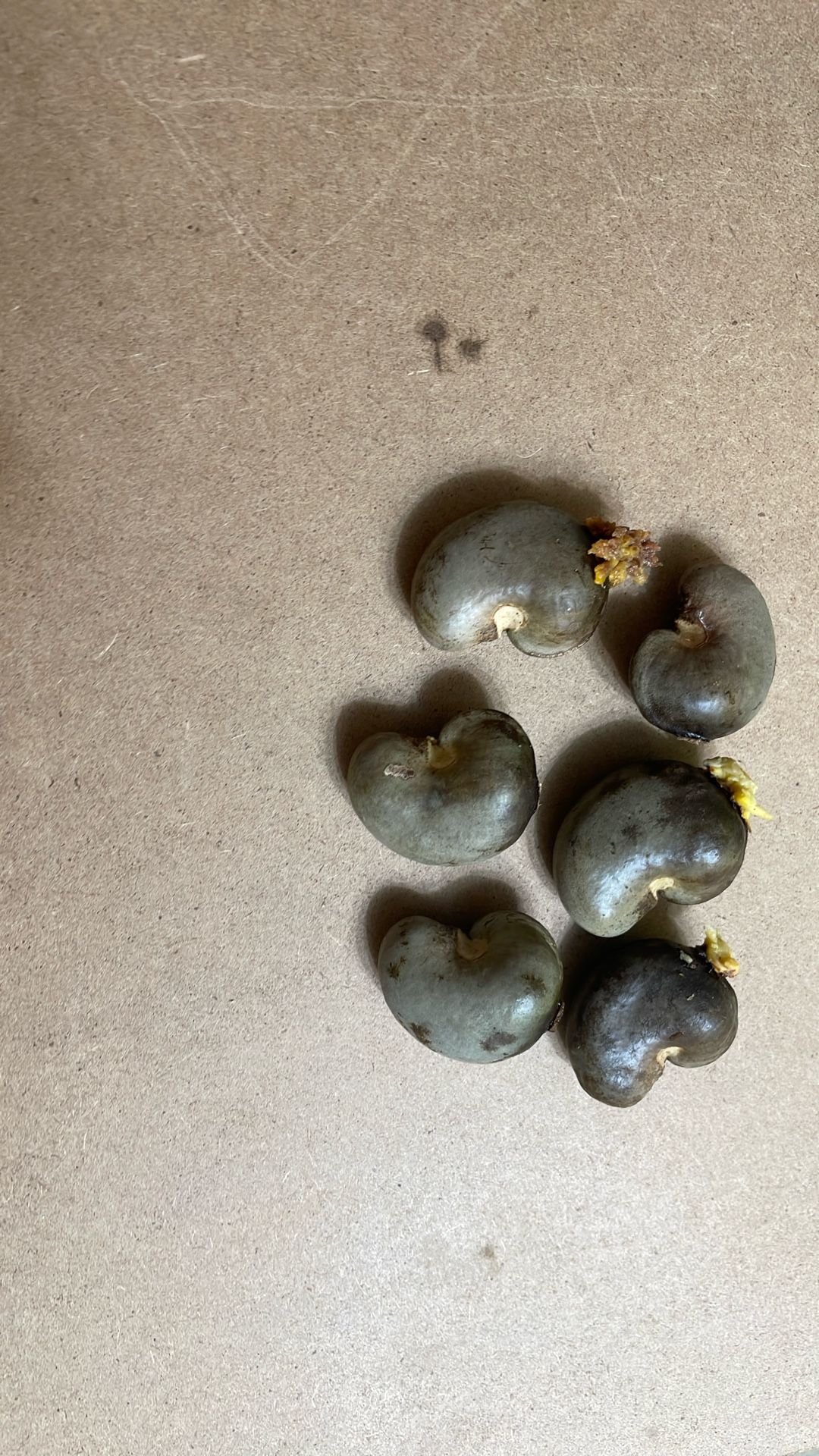 Cashews Seeds
