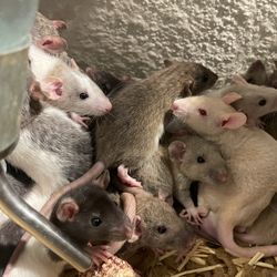 Reptile Food  ! Rats For Food And Specialty Rats 