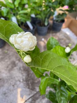Jasmine Sambac -Arabian Knight plant