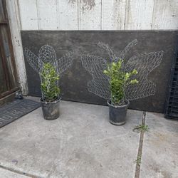 Plants Decorations With Wire Designs. Topiary Plants 