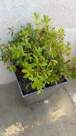 Azalea shrub