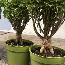 Aralia Ming Gold Mini Bonsai