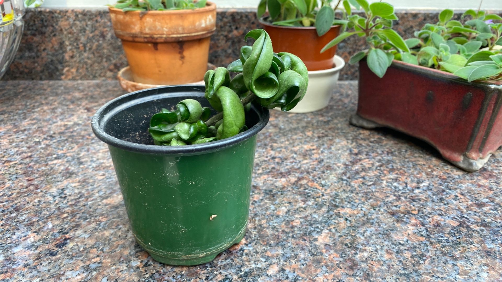 Hoya Compacta Hindu Rope Indoor Plant