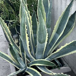 Variegated  Americana Marginata  Century 