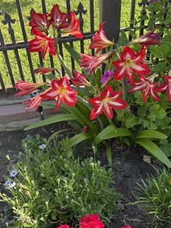Amaryllis Flower Plants