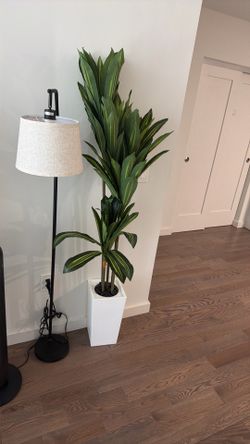 Lamp + Plant