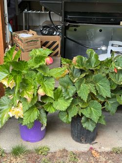 Giant begonia blooming in large pots very pretty