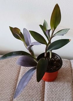 Live Healthy Purple Hearts 💜 Indoor Houseplants Each $4