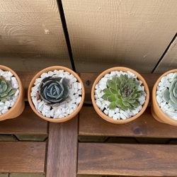 Succulents 