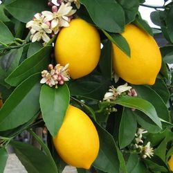 Grafted Dwarf Meyer Lemon Trees 😃🌿🌿🌿🍋🍋🍋
