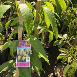 Fruit Trees