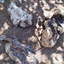 3 Pieces Of Natural Driftwood Aquarium Terrarium