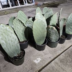 Rooted prickly pear cactus