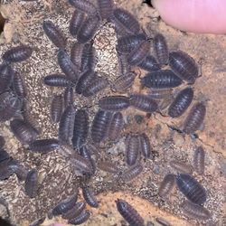 Reptile/Amphibian Food