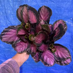 6” Calathea Roseopicta