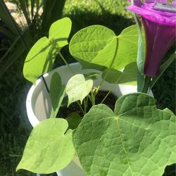 Chinese Parasol Tree Plant