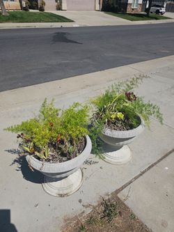 Set Of Two plants with pot