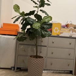 Fig Tree 