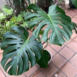 Large Monstera Deliciosa