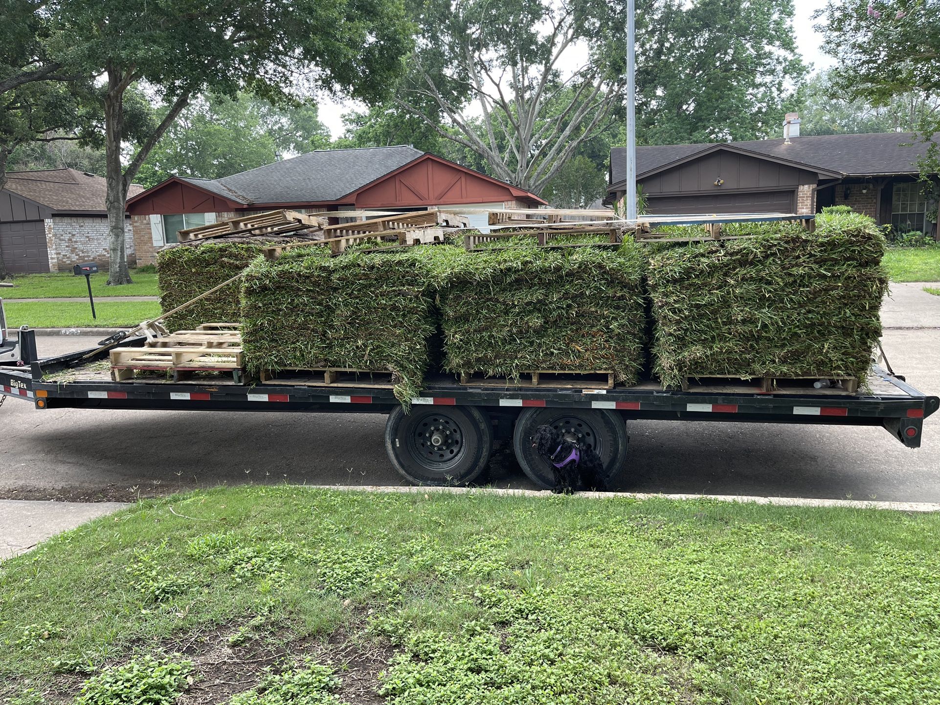 grass sod