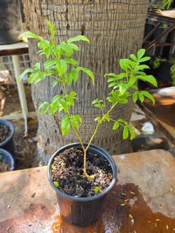 Yellow bell plant