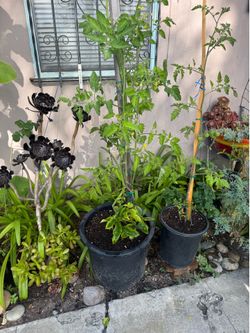 Tomato plants