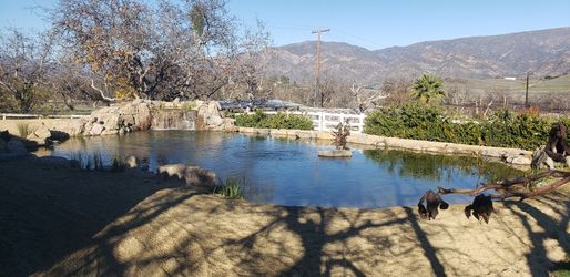 Pond