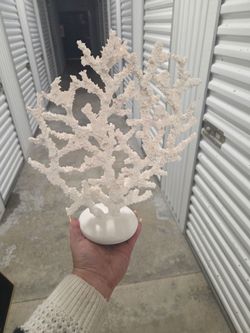 Coral decor