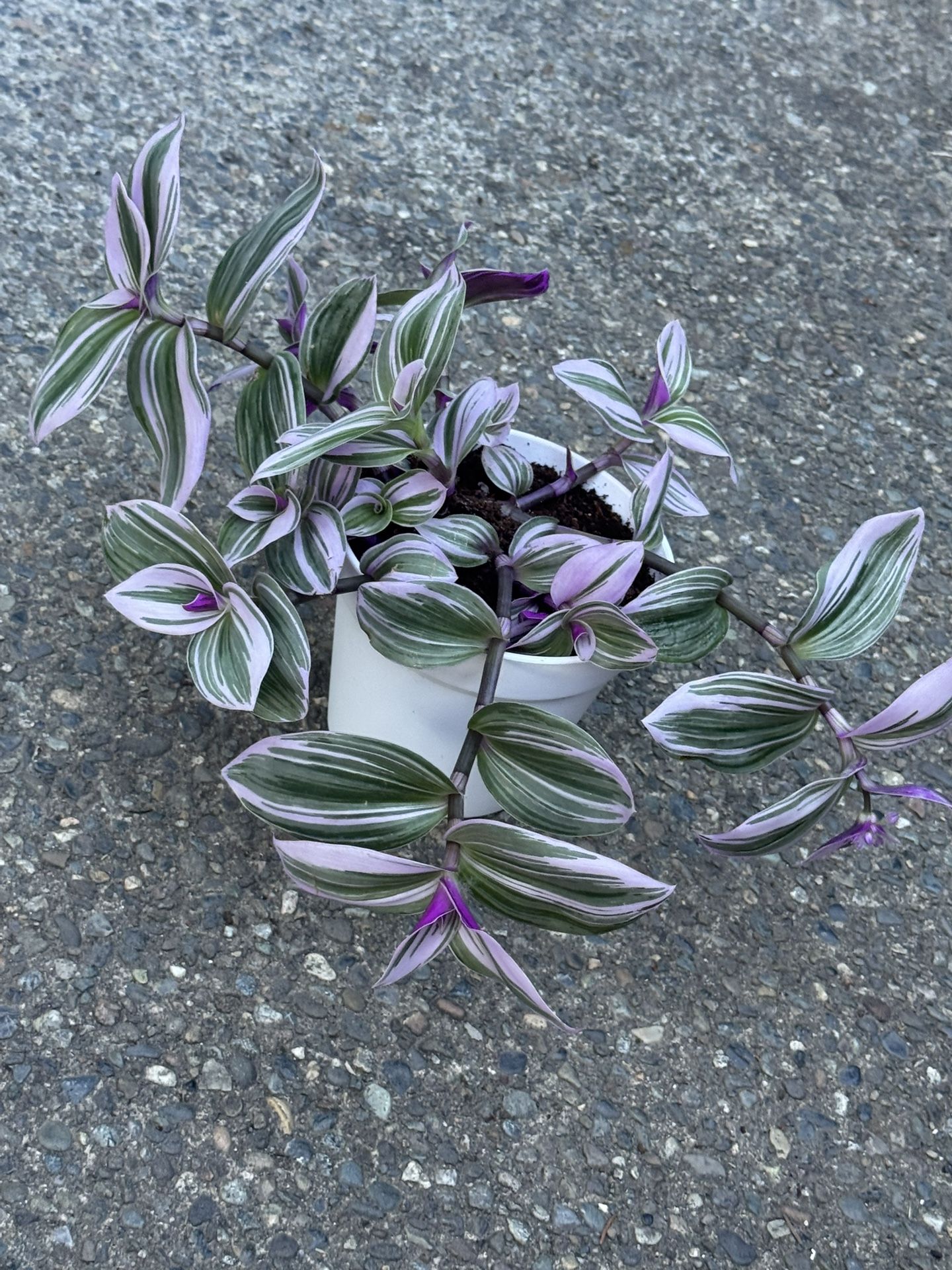 Tradescantia Nanouk