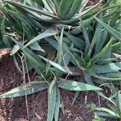 Aloe Vera Plants