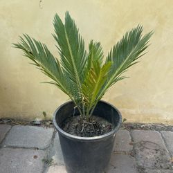 Snall Sago Palm Tree