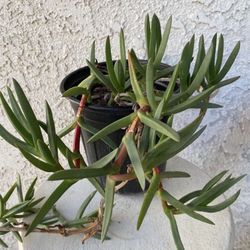 1 Gallon Pot Succulent Plant - Ground Covering - Carpobrotus - Ice Plant - Rooted & Established - Beautiful Flowers -🪴- Drought Resistant  