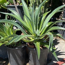 Agave Plant