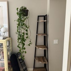Corner Shelf