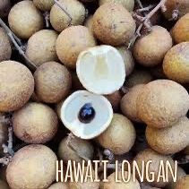 Haiwaii longan Trees