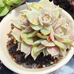 Succulents Plants Rare LOLA Cluster Pick Up In Upland 