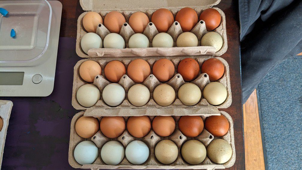Fresh Eggs $6/Dozen