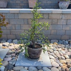 Beautiful Elephant Bush Plant In Beautiful Large Rustic Ceramic Pot