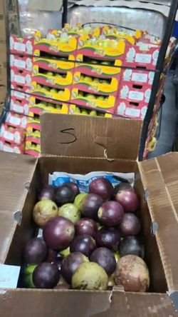 Mangosteen 