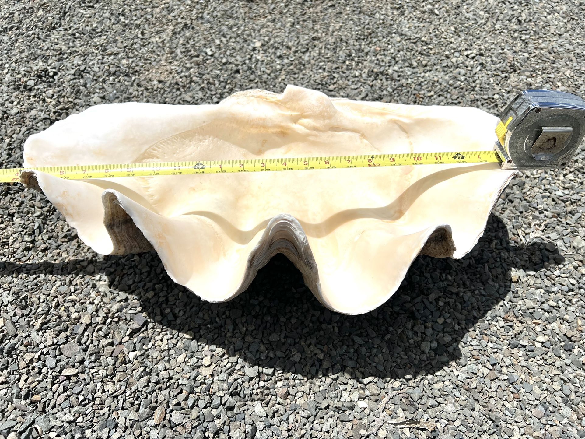Giant Clam Shell … 22.5 Inches